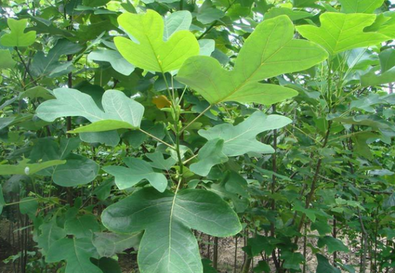 马褂木育苗技术-图片版权归惠农网所有