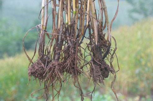 教你怎样防治小麦全蚀病-图片版权归惠农网所有