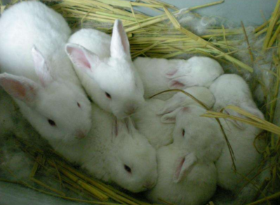 春天兔子繁殖的注意事项-图片版权归惠农网所有