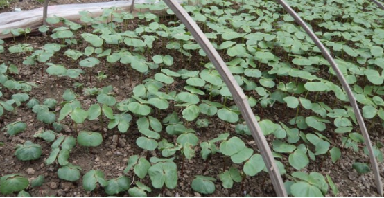 如何提高棉花良种出苗率？-图片版权归惠农网所有