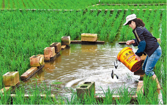 稻田养鱼技术要点-图片版权归惠农网所有