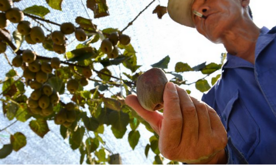谨防猕猴桃高温日烧-图片版权归惠农网所有