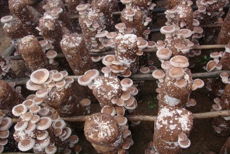 香菇生长过程图图片