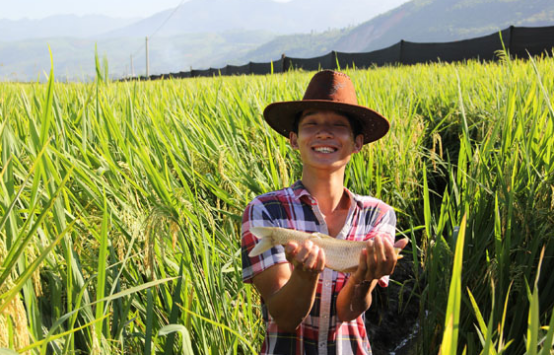 稻田养鱼技术要点-图片版权归惠农网所有