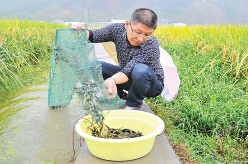 稻田泥鳅养殖技术-图片版权归惠农网所有