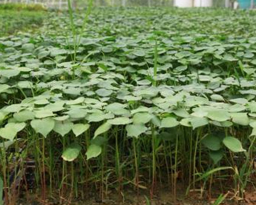 如何提高棉花良种出苗率？-图片版权归惠农网所有