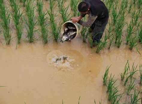稻田养鱼技术要点-图片版权归惠农网所有
