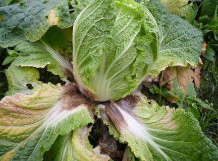 学堂首页 农技知识 蔬菜种植  大白菜的"软腐病" 大白菜软腐病致病的