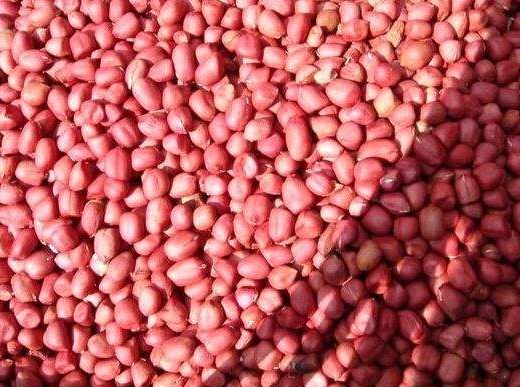 花生种播前请注意这些-图片版权归惠农网所有