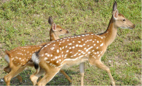 抓好仔鹿疾控保证养殖效益-图片版权归惠农网所有