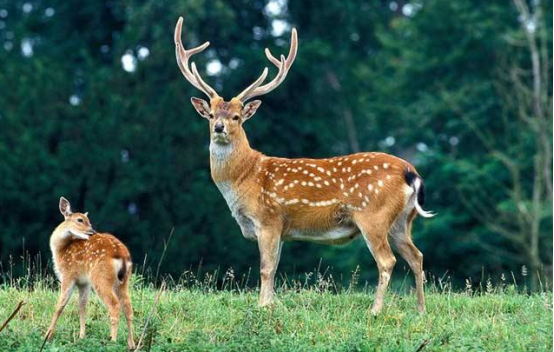 抓好仔鹿疾控保证养殖效益-图片版权归惠农网所有