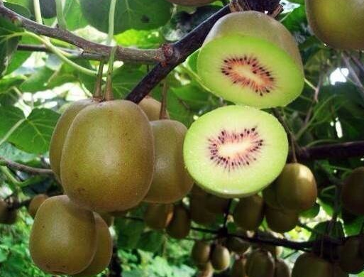 谨防猕猴桃高温日烧-图片版权归惠农网所有