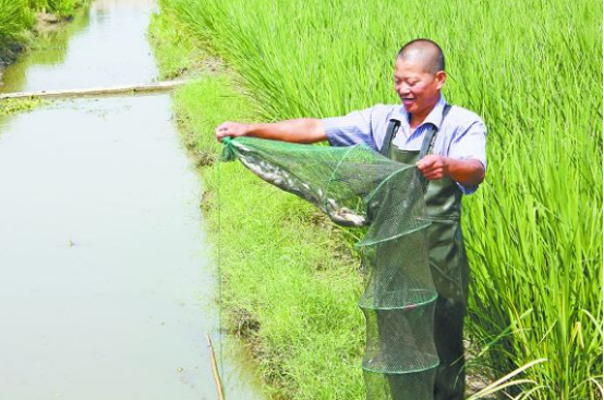 稻田养青虾技术-图片版权归惠农网所有
