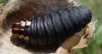 银杏常见虫害-图片版权归惠农网所有