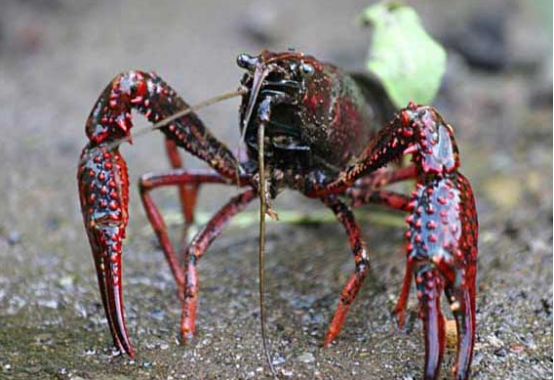 养殖龙虾该如何防治流行疾病-图片版权归惠农网所有