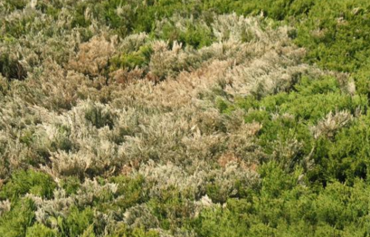 龙柏叶枯病的防治措施-图片版权归惠农网所有