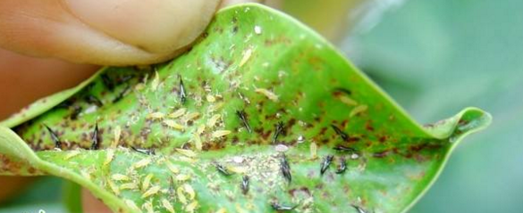 吸食苗木汁液类害虫的防治方法-图片版权归惠农网所有