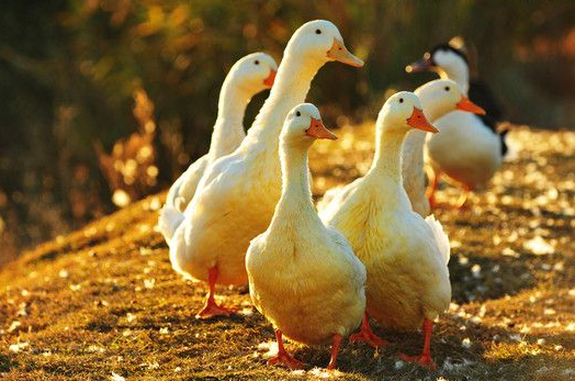 蛋鸭这么喂才能多产蛋