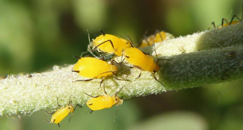 吸食苗木汁液类害虫的防治方法-图片版权归惠农网所有