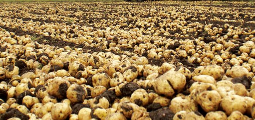 春种马铃薯引种五注意-图片版权归惠农网所有