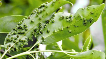 吸食苗木汁液类害虫的防治方法-图片版权归惠农网所有