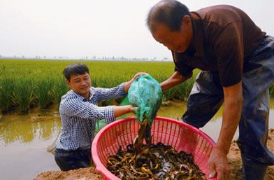 稻田泥鳅养殖技术-图片版权归惠农网所有