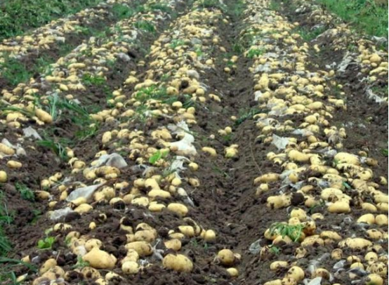 春种马铃薯引种五注意-图片版权归惠农网所有