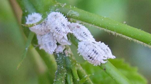 吸食苗木汁液类害虫的防治方法-图片版权归惠农网所有