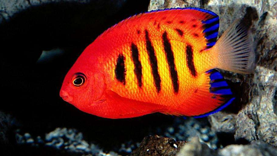 这是一张热带鱼疾病预防的配图