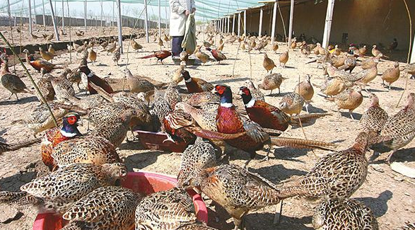 雉鸡养殖几种常见病的防治-图片版权归惠农网所有