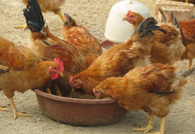 鸡饲料加盐效果好