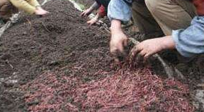 蚯蚓养殖条件的控制和调节-图片版权归惠农网所有