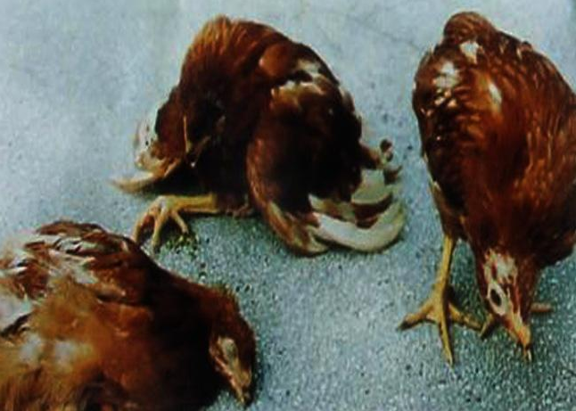 农技知识 家禽养殖 几种蛋鸡隐型病症的防治    临床症状病鸡一般于