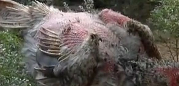 鸡虱病的治疗法-图片版权归惠农网所有