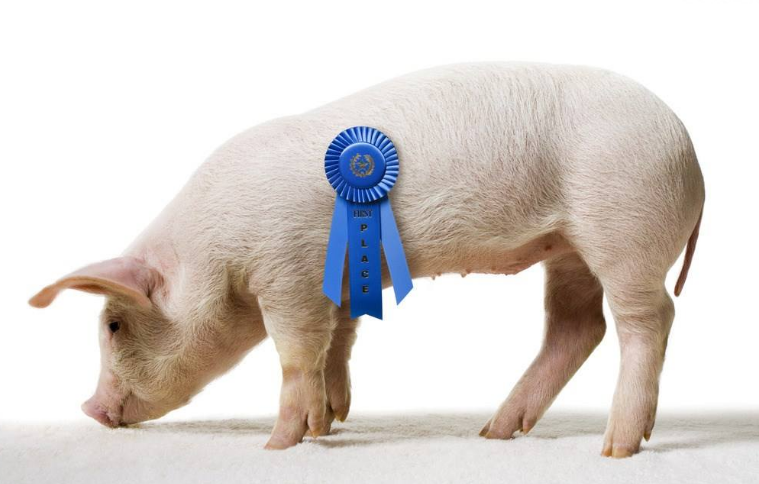 成功养猪四大要素-图片版权归惠农网所有