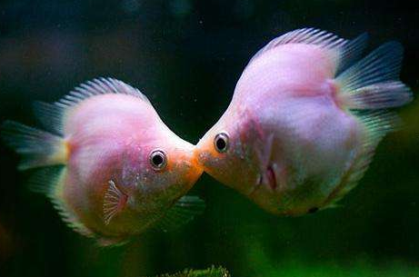 这是一张热带鱼疾病预防的配图