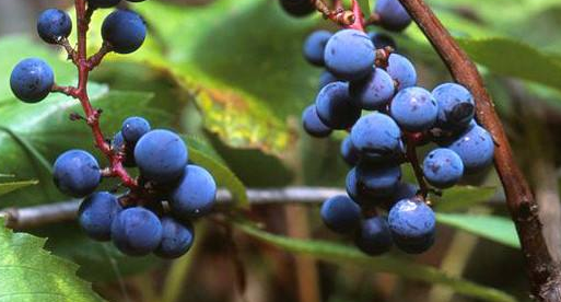 这是一张野生葡萄酿酒新技术的配图