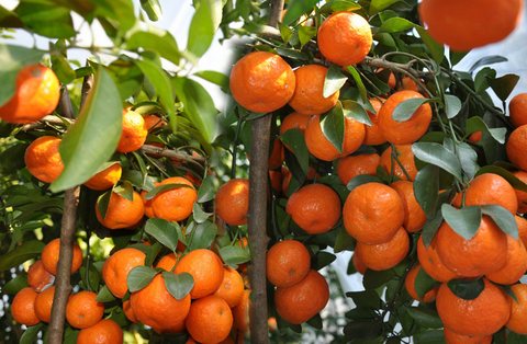 柑桔枝干常见病害防治方法-图片版权归惠农网所有