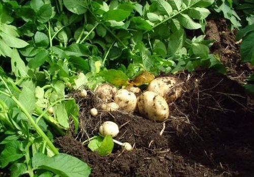 土豆膨大期的管理技术-图片版权归惠农网所有