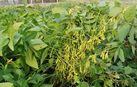 大豆中后期管理技術(shù)要點-圖片版權(quán)歸惠農(nóng)網(wǎng)所有