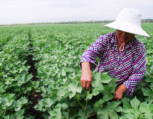 棉花打顶技术要领浅析-图片版权归惠农网所有