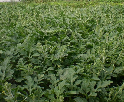 气象因素对西瓜栽培的影响-图片版权归惠农网所有