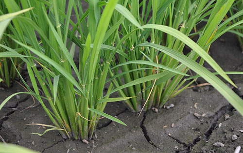 水稻田间管理技术之水的管理-图片版权归惠农网所有