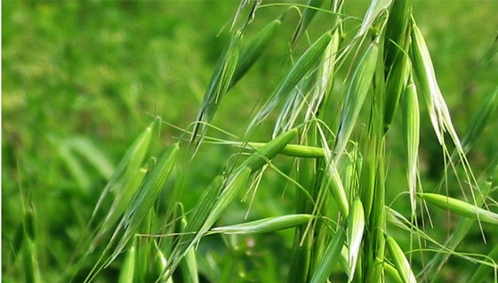 小麥除草1.jpg