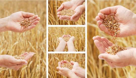 ​小麦微肥浸种增产增收-图片版权归惠农网所有