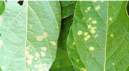 大豆主要病害及防治-图片版权归惠农网所有