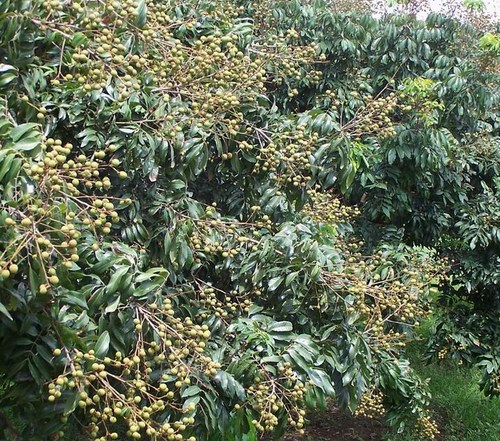 龙眼扫帚病介绍及防治措施-图片版权归惠农网所有