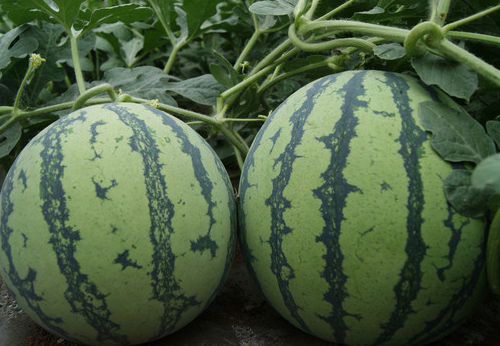 气象因素对西瓜栽培的影响-图片版权归惠农网所有