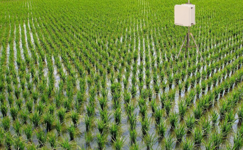 水稻田间管理技术之水的管理