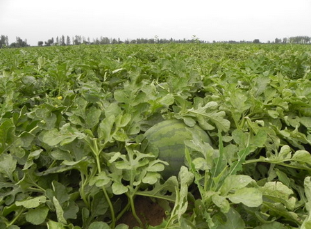 气象因素对西瓜栽培的影响-图片版权归惠农网所有